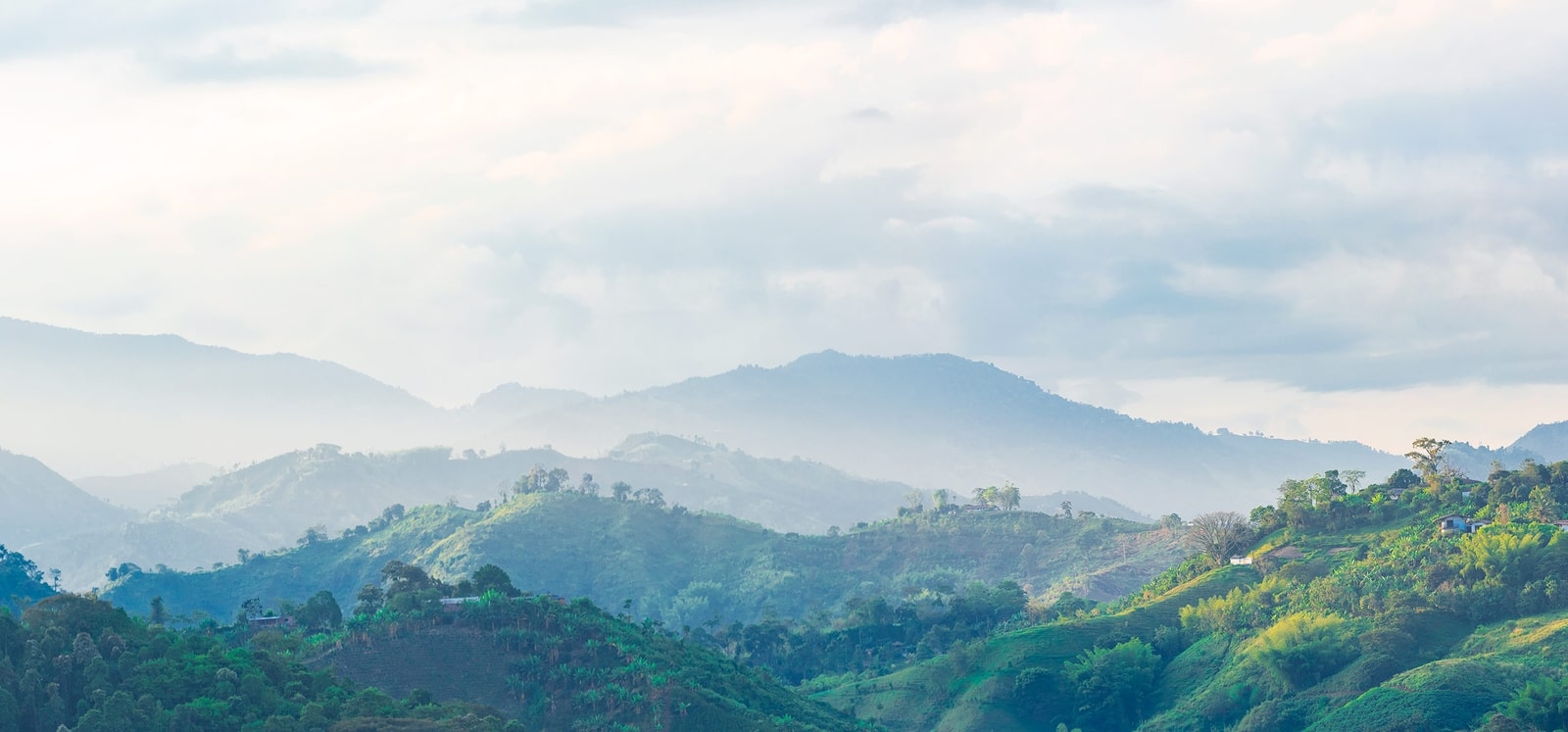Landscape of coffee farms