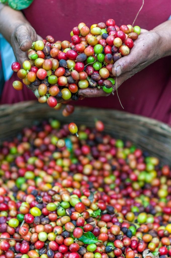 Amy Oroko on our work with farmers and cooperatives in Uganda & Rwanda