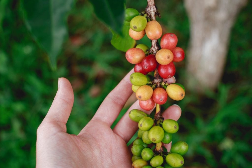 Coffee Plant being picked