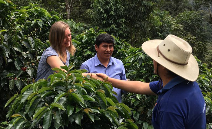 picking Coffee