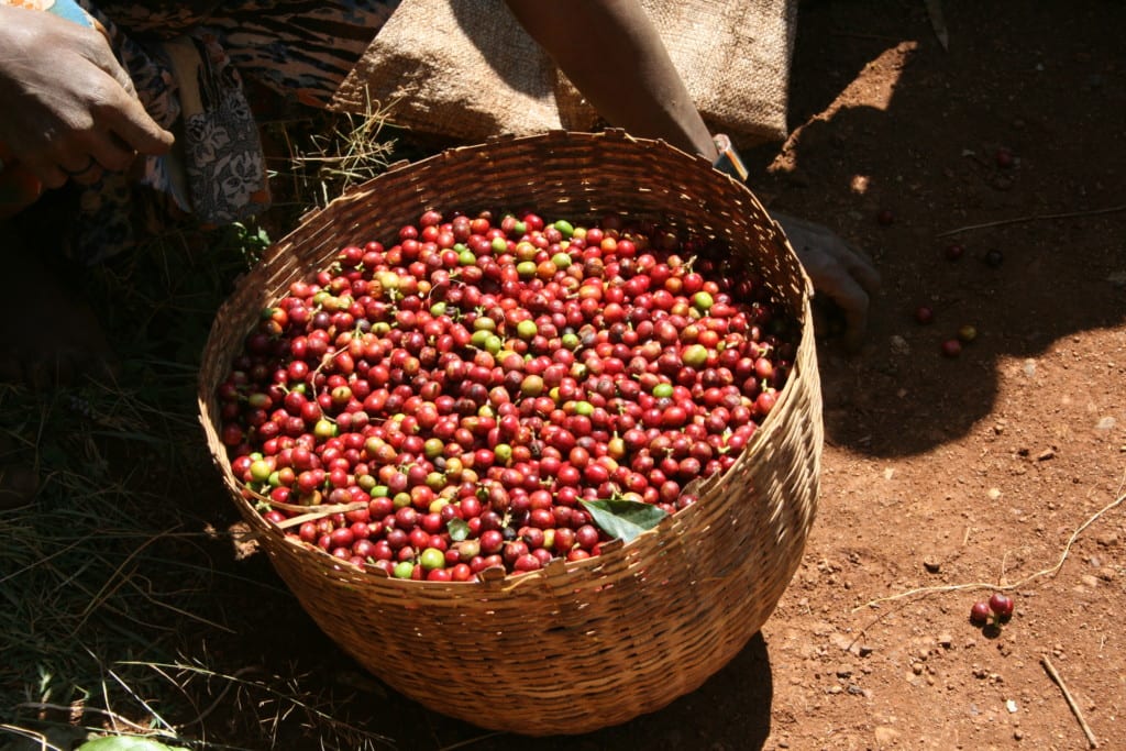 Coffee’s Own Pandemic: Coffee Leaf Rust
