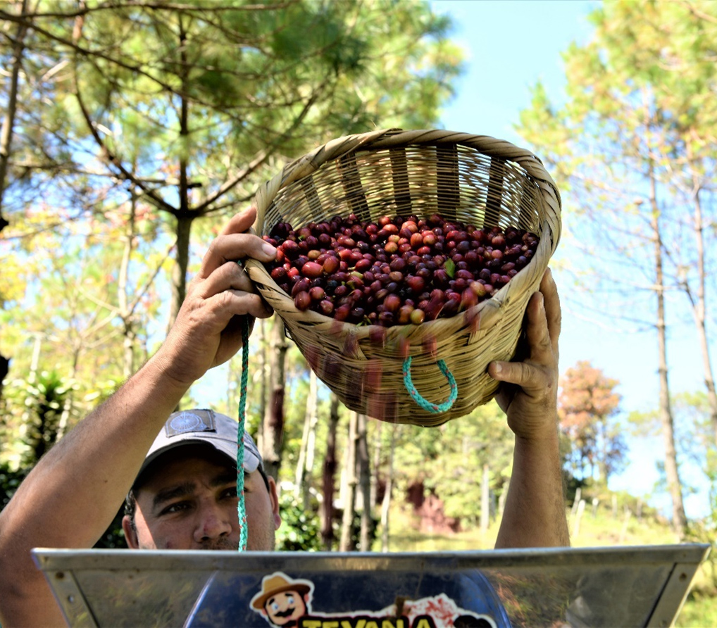 Creating Equitable ways of trading for small-scale farmers