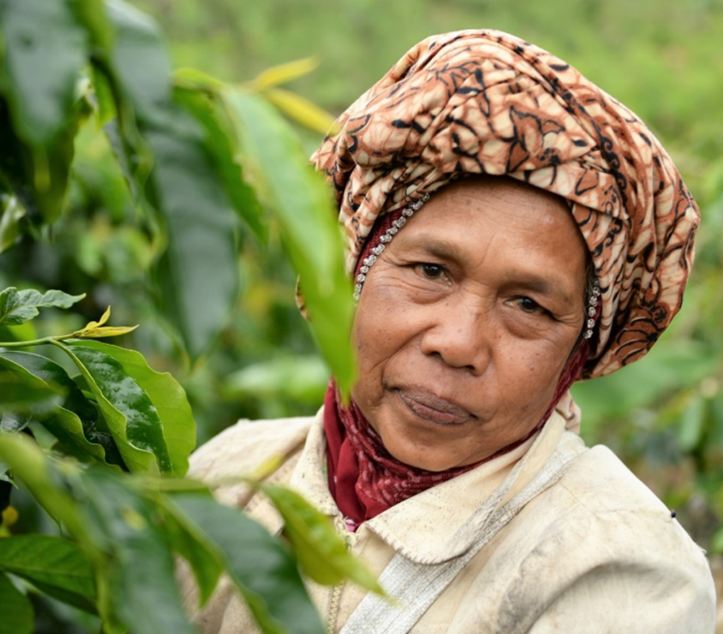 Coffee Farmer tending to crops