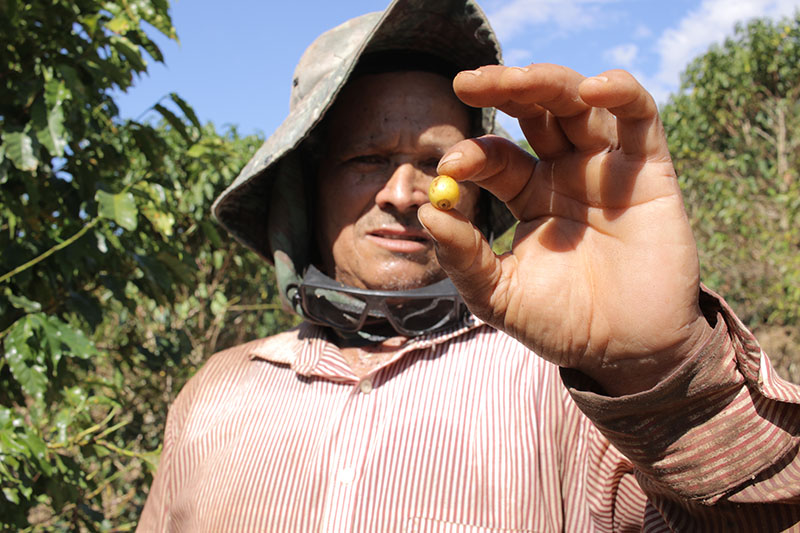 Coffee Farmer holding Coffee cherry