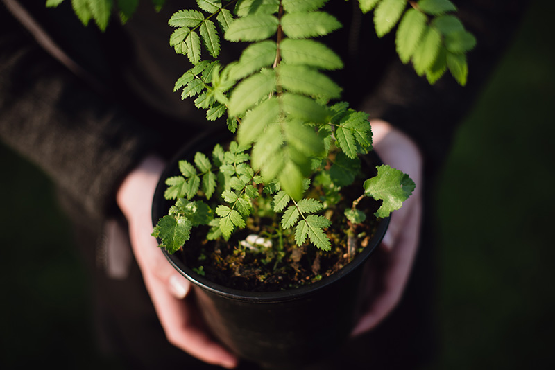 John Muir Trust volunteer holding a young tree plant in a pot