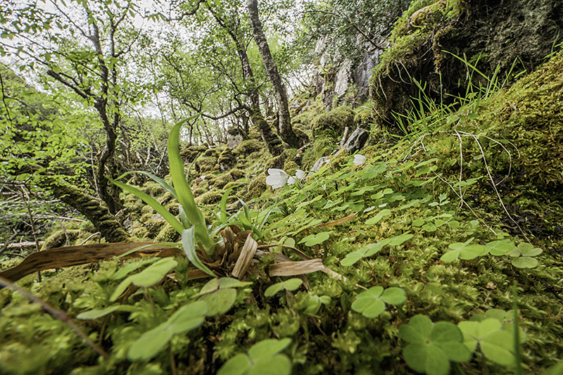 John Muir Trust - Rainforest