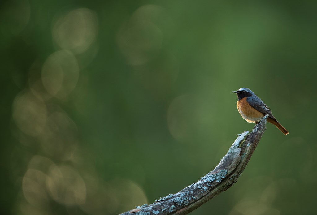 Little bird, Redstart, taken by Stephen MaGee at an RSPB site in Scotland