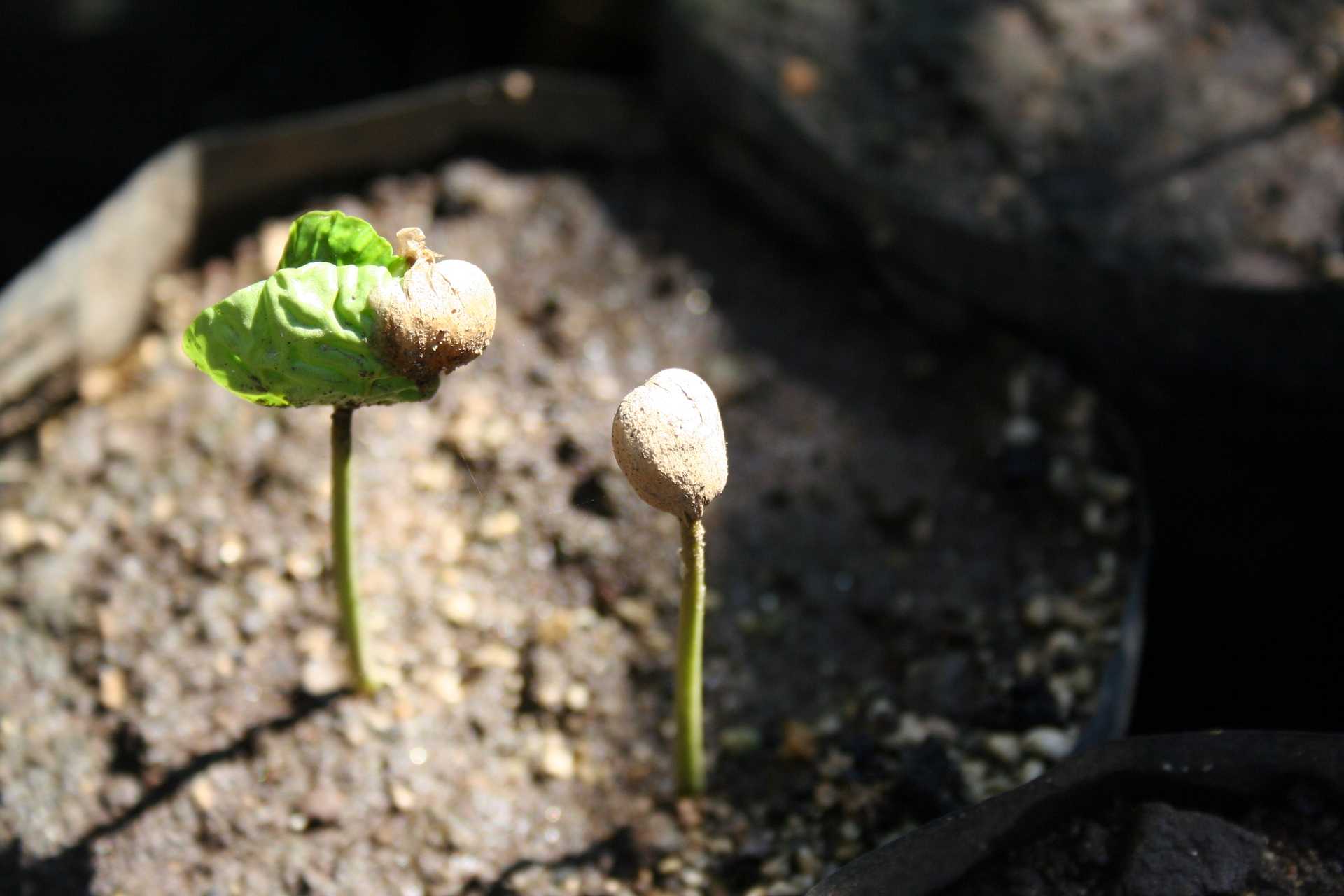 Coffee Plant Growing